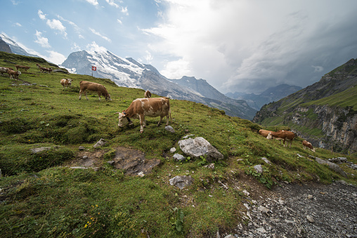 landscape near Oberbärgli, near the oeschinensee in switzerland. Hiking trails lead past the hut, which is a restaurant for hikers. the goods are transported to the hut by helicopter.