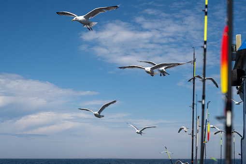 Seagulls follow a fishing boat. Fishing rods and blue sky with thin white clouds in the background