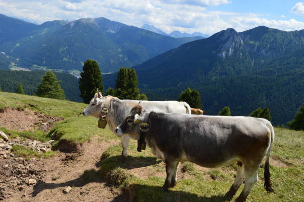 istock Cows of Southtyrol 1266468649