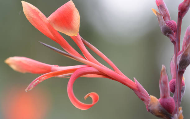 istock Closeup shot of red flower head 1266468766