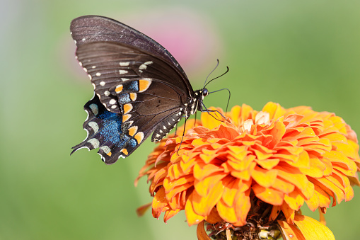 Painted Lady Butterfly Vanessa cardui