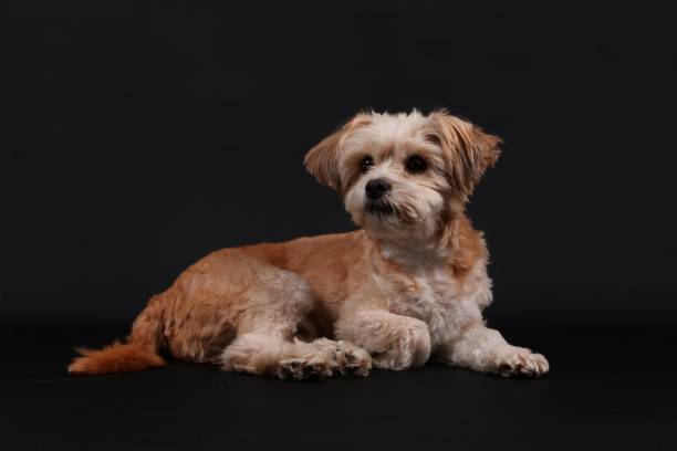 istock Adorable havanese dog lying on a black background 1266469606