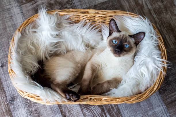 istock Pet animal; cute siamese kitten 1266469757