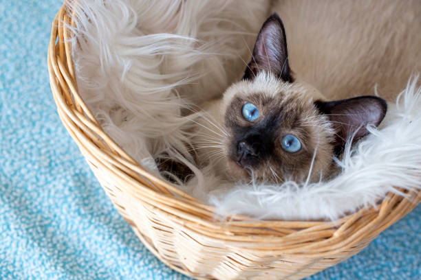 istock Pet animal; cute siamese kitten 1266469820