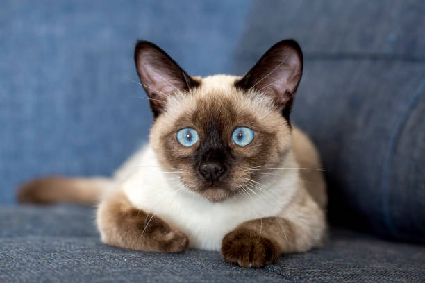 istock Pet animal; cute siamese kitten 1266470017