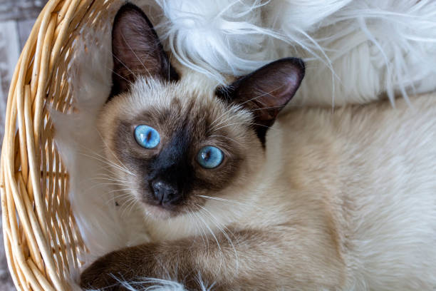 istock Pet animal; cute siamese kitten 1266470230
