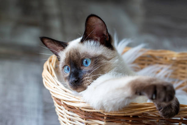 istock Pet animal; cute siamese kitten 1266470239
