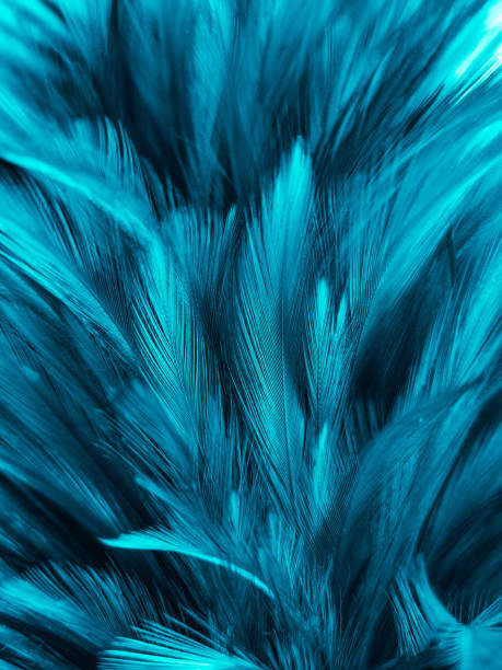 istock Beautiful abstract colorful white and blue feathers on white background and soft white feather texture on blue pattern and blue background, feather background, blue banners 1266470860