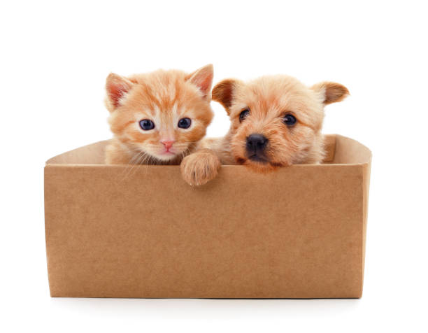 Cat and dog in the box.