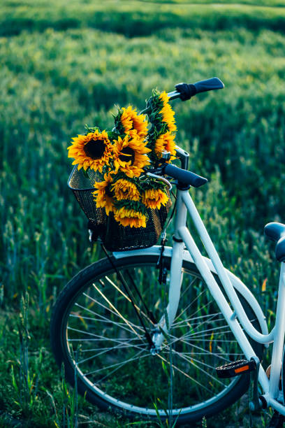 istock Vintage bicycle with sunflowers 1266472968