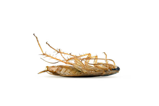 Cockroach on White