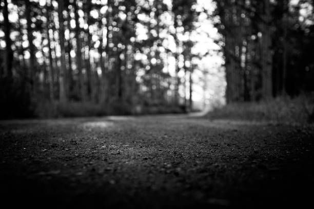 A black and white path through a forest area.