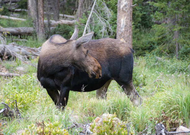 istock Cow Moose in the Colorado Rocky Mountains 1266473907