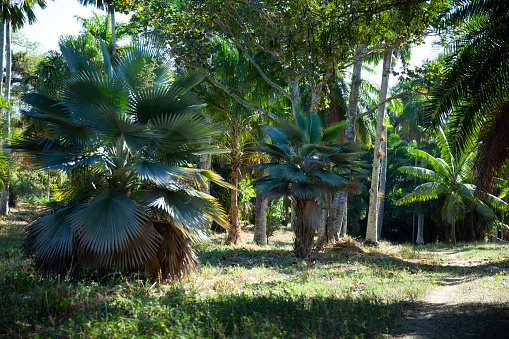 Botanical Garden of Cienfuegos, Cuba