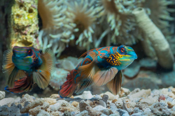 istock Mandarin fish with coral background 1266474198