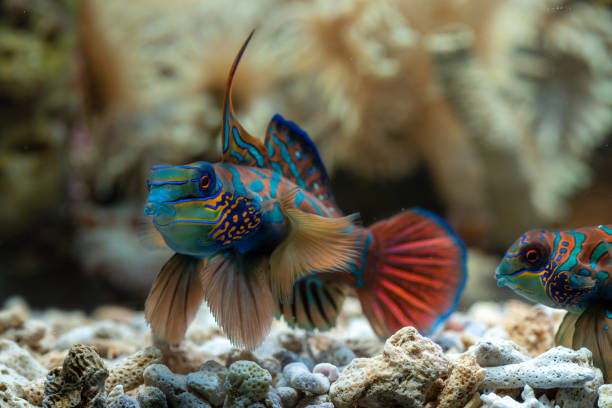 istock Mandarin fish with coral background 1266474221