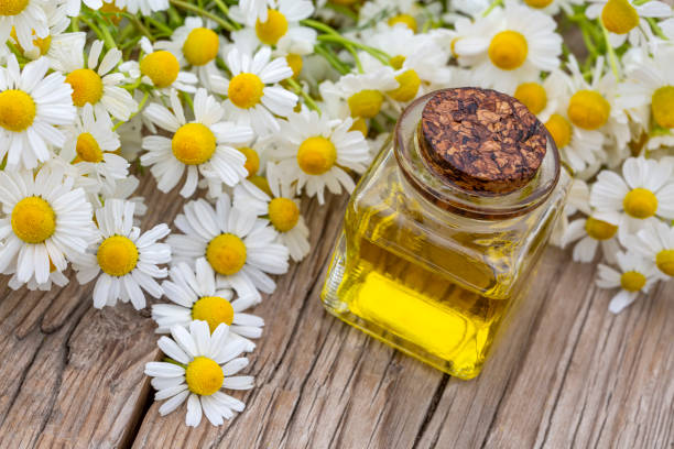istock Camomile, white daisy oil 1266474552