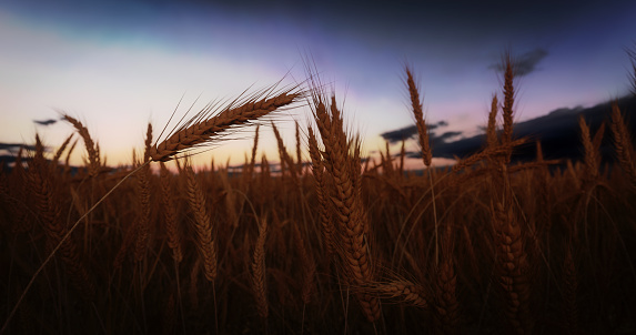 Digitally generated golden wheat field at dusk/dawn (blue hour).\n\nThe scene was rendered with photorealistic shaders and lighting in Autodesk® 3ds Max 2020 with V-Ray 5 with some post-production added.
