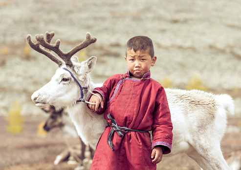 tsaatan kid in north Mongolian landscape with a baby reindeer