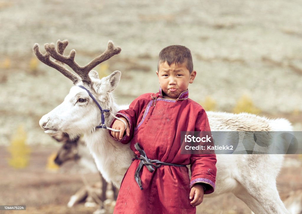 tsaatan boy with a reindeer in a landscape of northern Mongolia tsaatan kid in north Mongolian landscape with a baby reindeer Indigenous Peoples Stock Photo