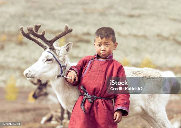 Tsaatan Boy With A Reindeer In A Landscape Of Northern Mongolia Stock Photo - Download Image Now