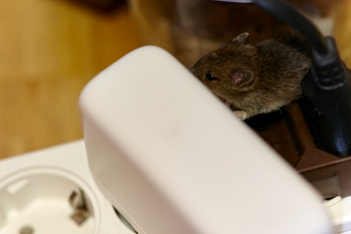 DSLR full frame image of two mice sleeping on a socket in a living room in Germany