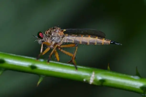 Close-up of robberfly  on green background