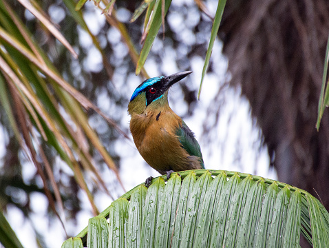 A blue-crowned motmot scans for insects after a rain shower on Costa's Rica's Pacific coast.