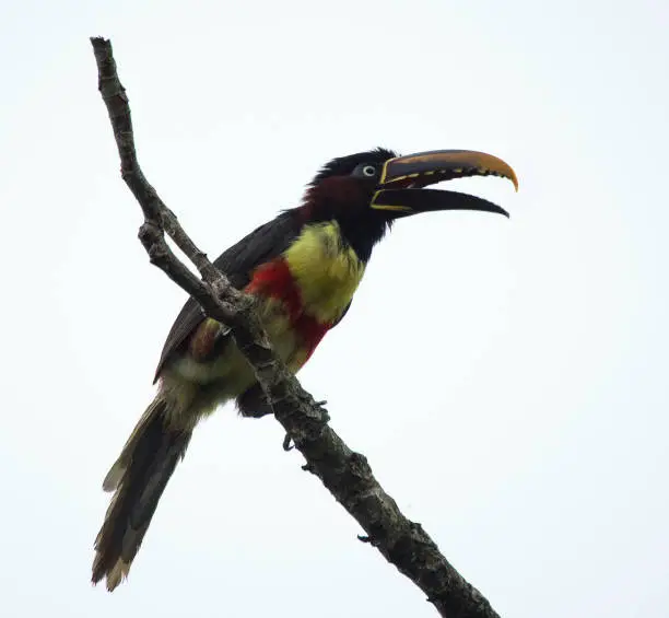 A chestnut-eared araçari, a toucan relative, on the Argentine side of Iguaçu Falls.