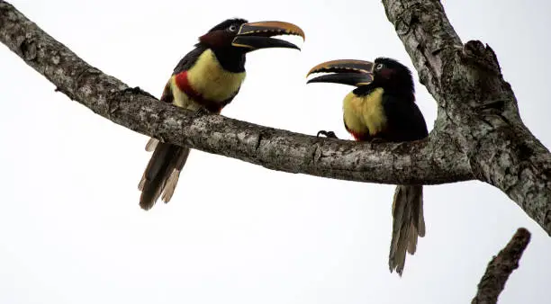 An araçari parent prepares to feed its chick in a tree at Cataratas del Iguazu.