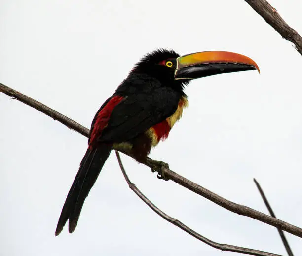 The fiery-billed araçari's features are so distinct it looks like a cartoon of a toucan.