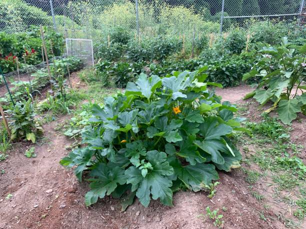 istock Urban Community Vegetable Garden 1266477939