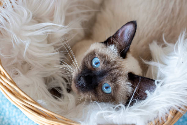 istock Pet animal; cute siamese kitten 1266477965