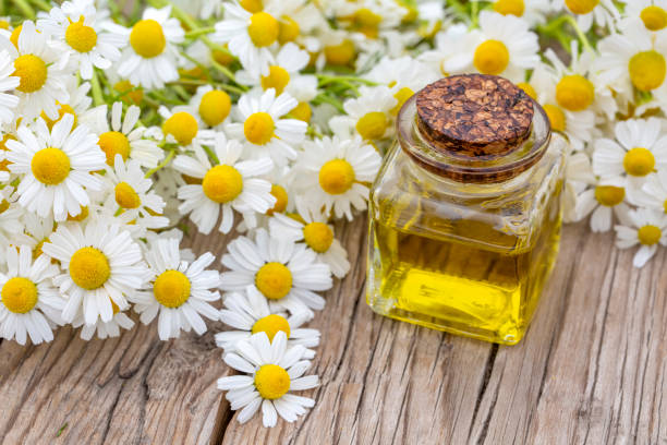 istock Camomile, white daisy oil 1266478096