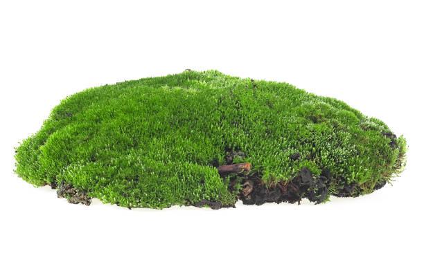 istock Green forest moss isolated on a white background 1266478668
