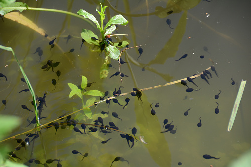 A lot of tadpoles of water frogs with  green plants on a lake