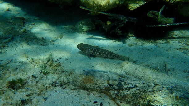 istock Black goby (Gobius niger) undersea, Aegean Sea, Greece, Halkidiki 1266479220
