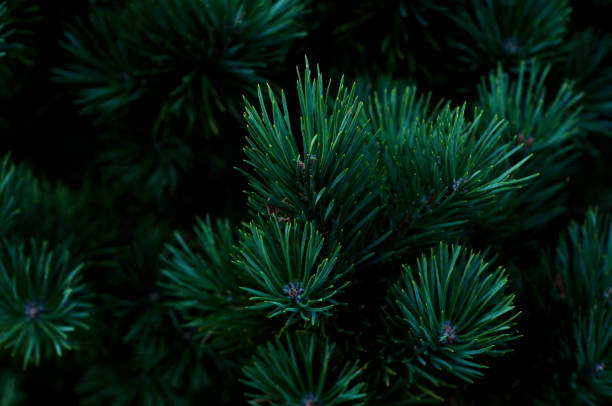 istock Pine branches of coniferous needles background close-up. Dark photo 1266480281