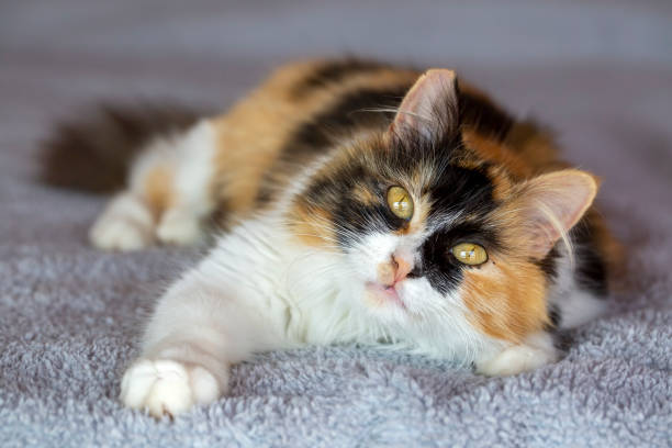 istock Pet animal; calico cat 1266481484
