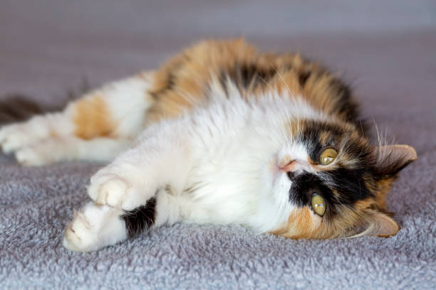 istock Pet animal; calico cat 1266481489