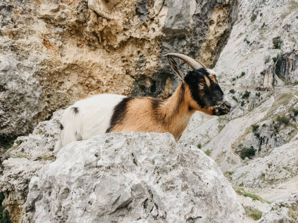 istock mountain goat of Asturias 1266482378