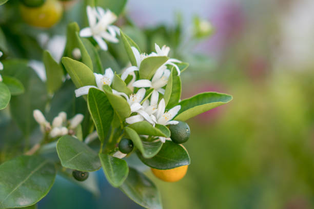 Organic orange trees Orange tree with blossoms, and clusters of juicy, harvest ready oranges orange flowers stock pictures, royalty-free photos & images