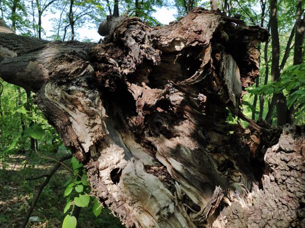 istock Wavy Wood Pattern Inside of Fallen Tree. Wood texture background. Florid moves from termites and insects. Rotten wood. The effect of time and moisture on the material 1266485991