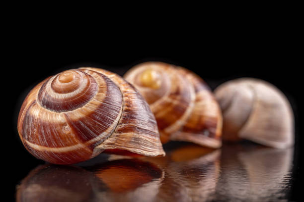 Shell series: sea shells in various colors