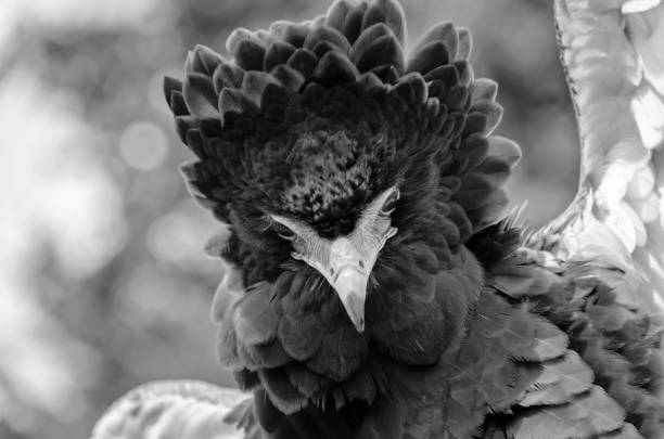 istock Portrait of a bateleur eagle, black and white 1266487429