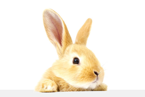 istock Fluffy rabbit looking out at the banner. 1266488030