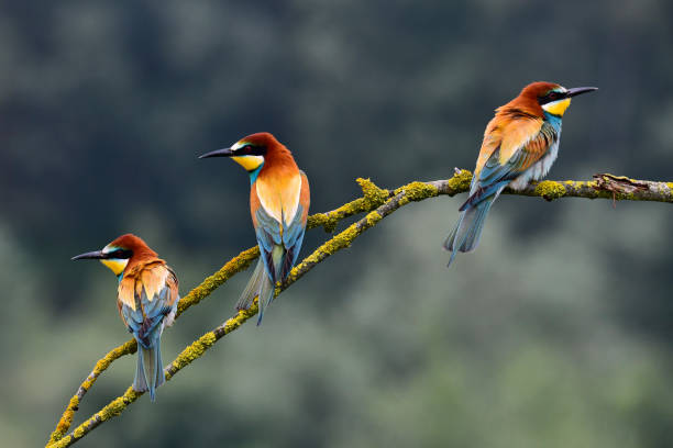 istock Three beautiful European bee-eaters (Merops apiaster) 1266488307