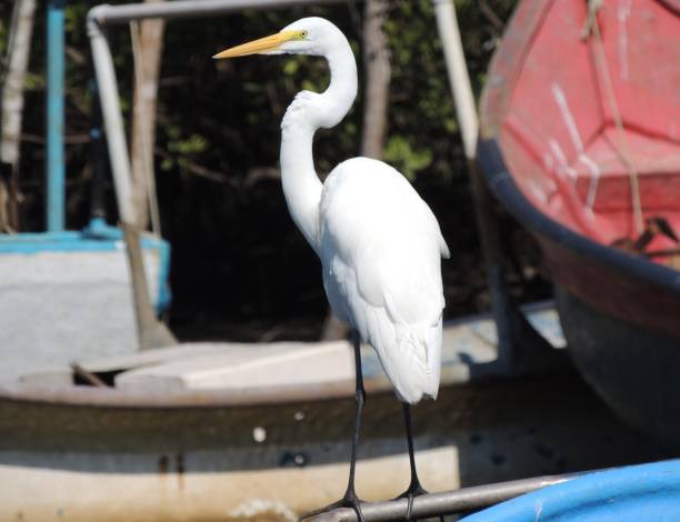 istock Heron perched on colorful boats 1266488374