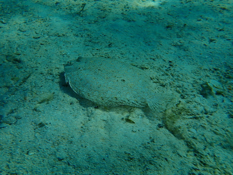 Wide-eyed flounder (Bothus podas) undersea, Aegean Sea, Greece, Halkidiki