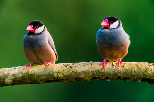 Java Sparrow songbirds  on the Hawaiian Island of Kauai